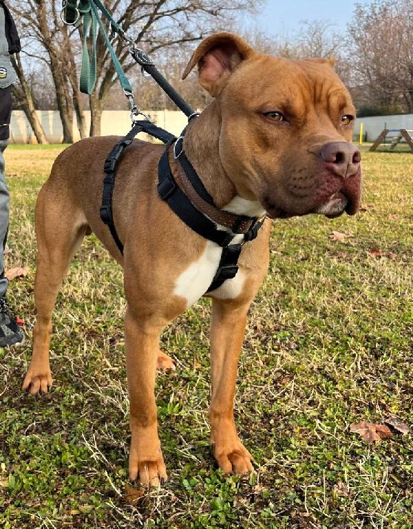 NILO BELLISSIMO METICCIO Foto 6